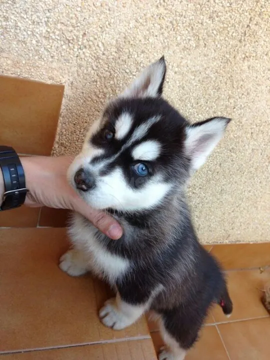 Siberian Husky Raza Pura 2023 Negro y Blanco - foto 2