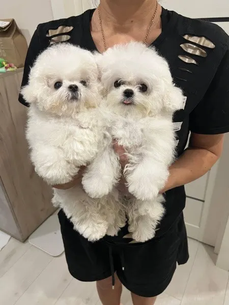 Cachorros malteses en venta.