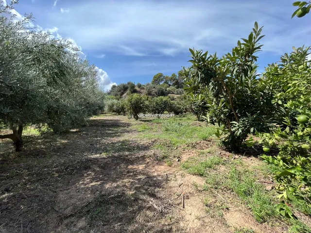 FINCA RUSTICA PARA USO AGRARIO - foto 3