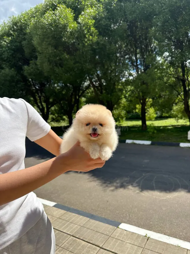 Cachorrita Pomerania, pequeña Paris, en adopción