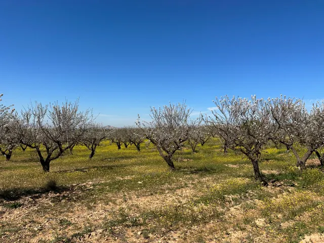 VENTA DE FINCA RUSTICA DE 6,5 HECTAREAS DE ALMENDROS Y ALGUN - foto 5