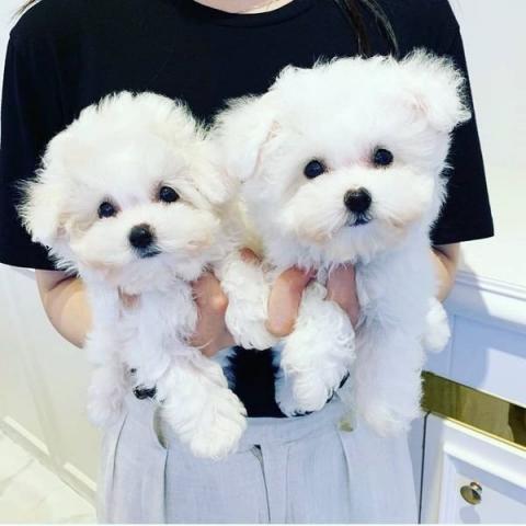  Regalo Cachorros  Bichon Maltes whatapps.614627713  