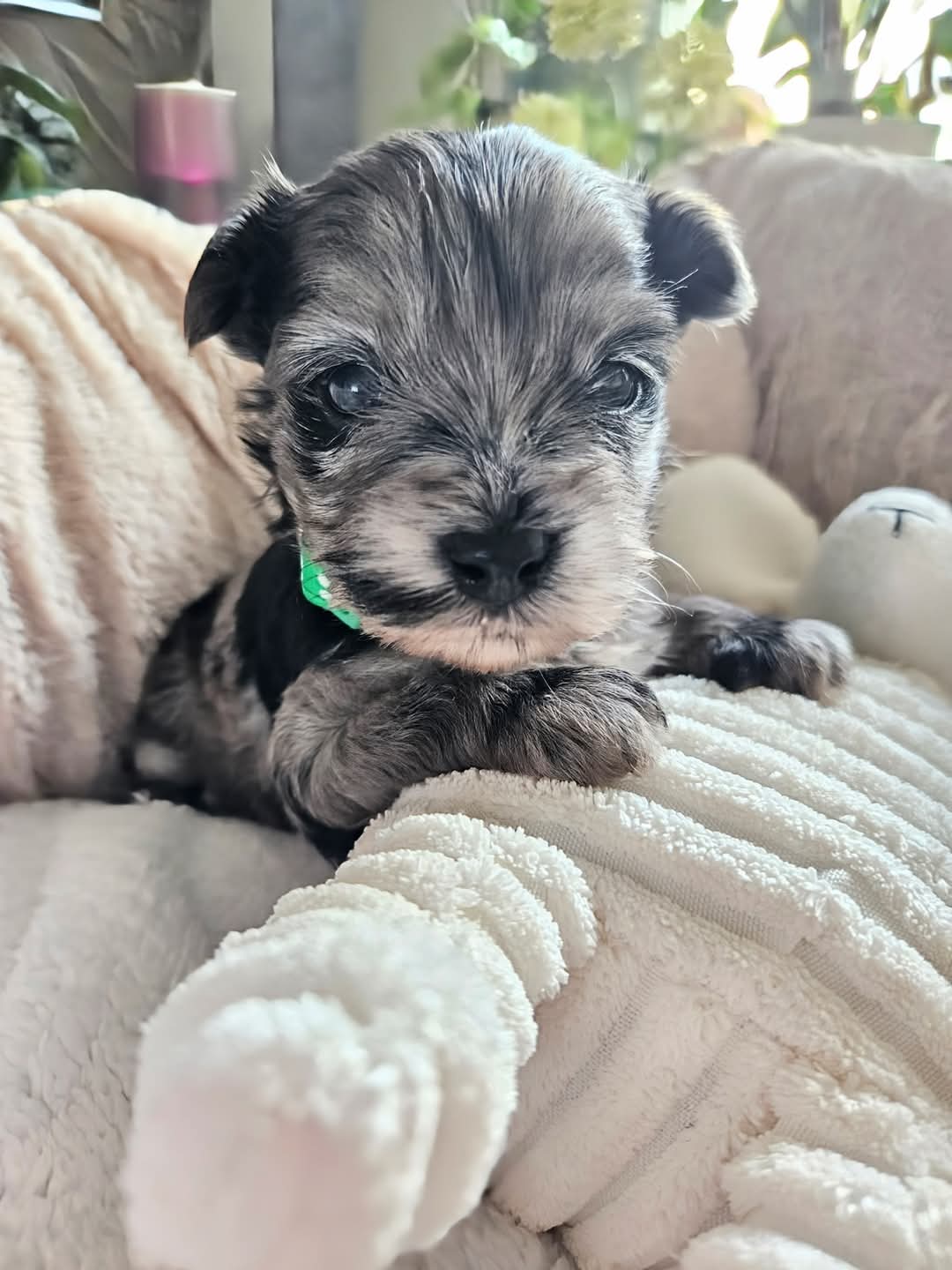 Cachorros Yorkshire Terrier con hermosas marcas en adopcin