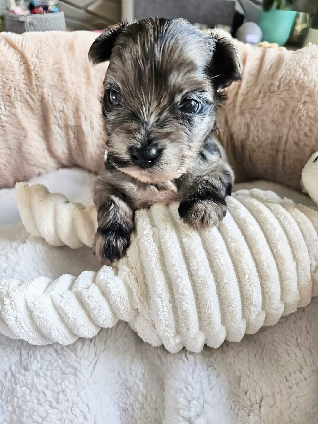 Cachorros Yorkshire Terrier con hermosas marcas en adopcin