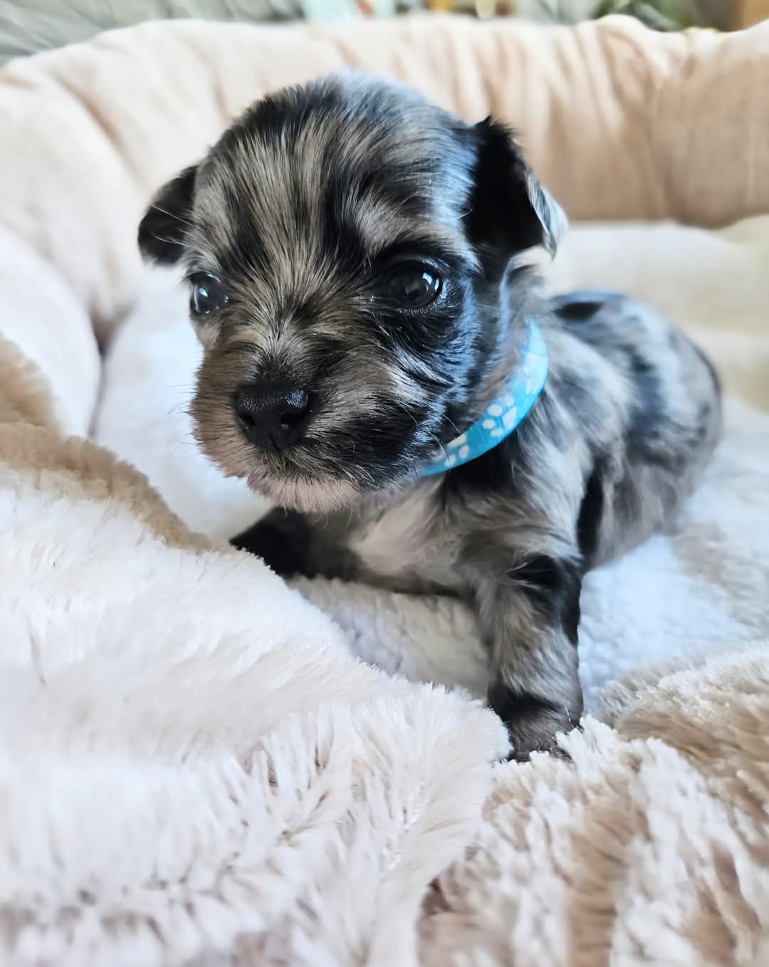 Cachorros Yorkshire Terrier con hermosas marcas en adopcin)))