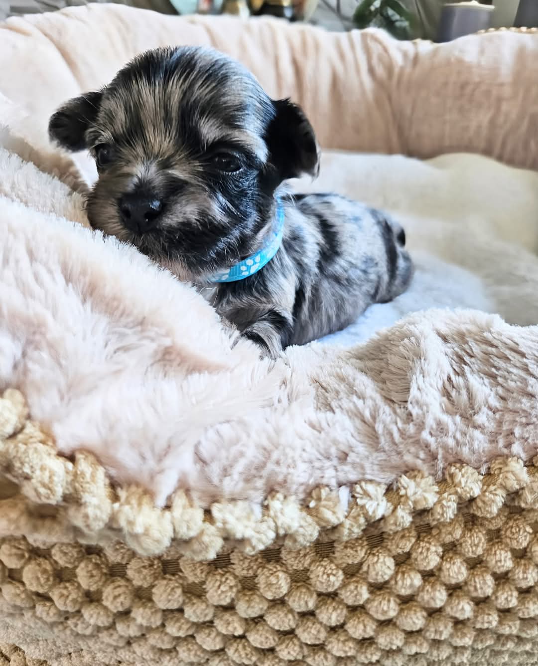 Cachorros Yorkshire Terrier con hermosas marcas en adopcin)))