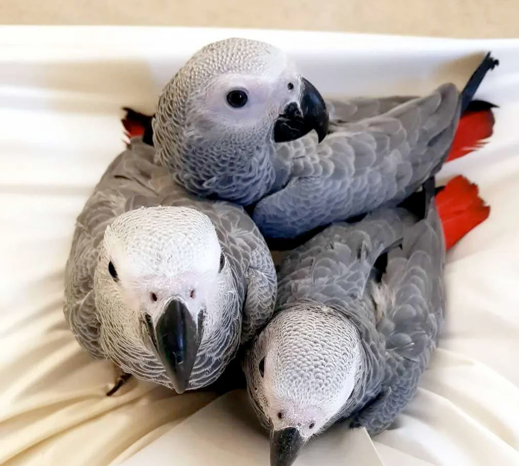 Loros muy mansos, inteligentes y cario