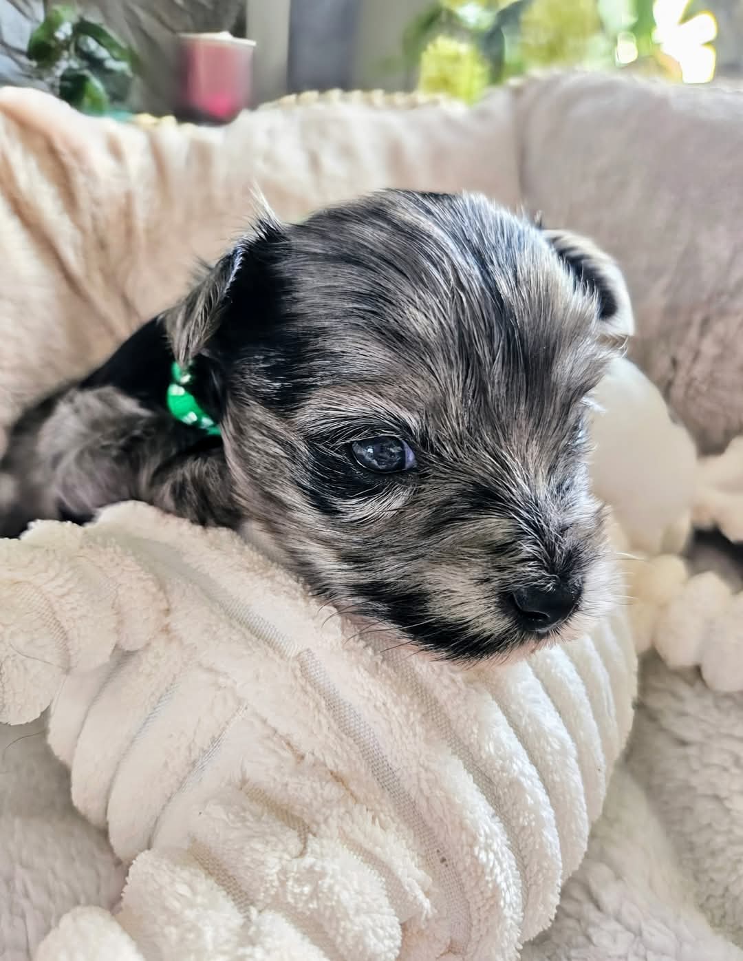 Cachorros Yorkshire Terrier con hermosas marcas (WhatsApp +34650437974)?