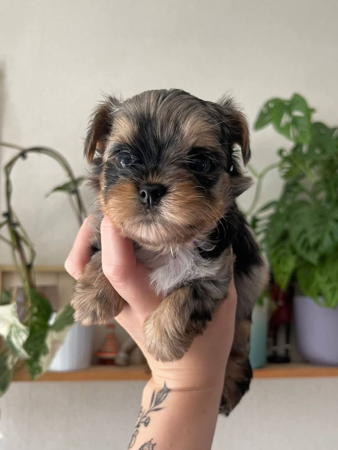 Cachorros Yorkshire Terrier con hermosas marcas (WhatsApp +34650437974)k