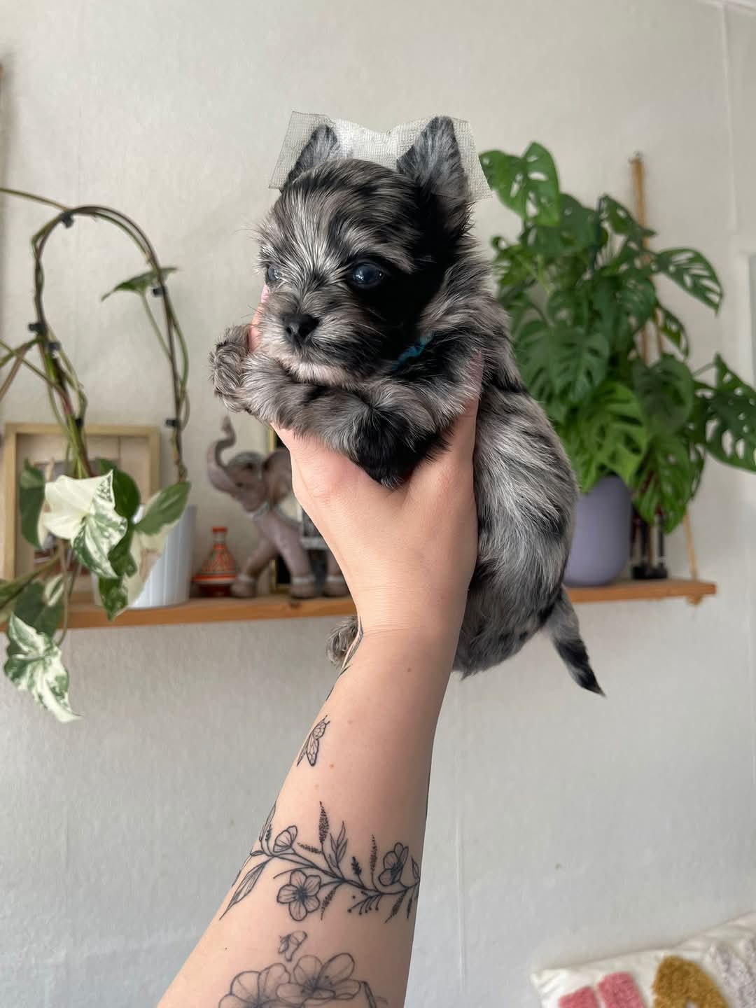 Cachorros Yorkshire Terrier con hermosas marcas (W.hatsApp +34650437974)