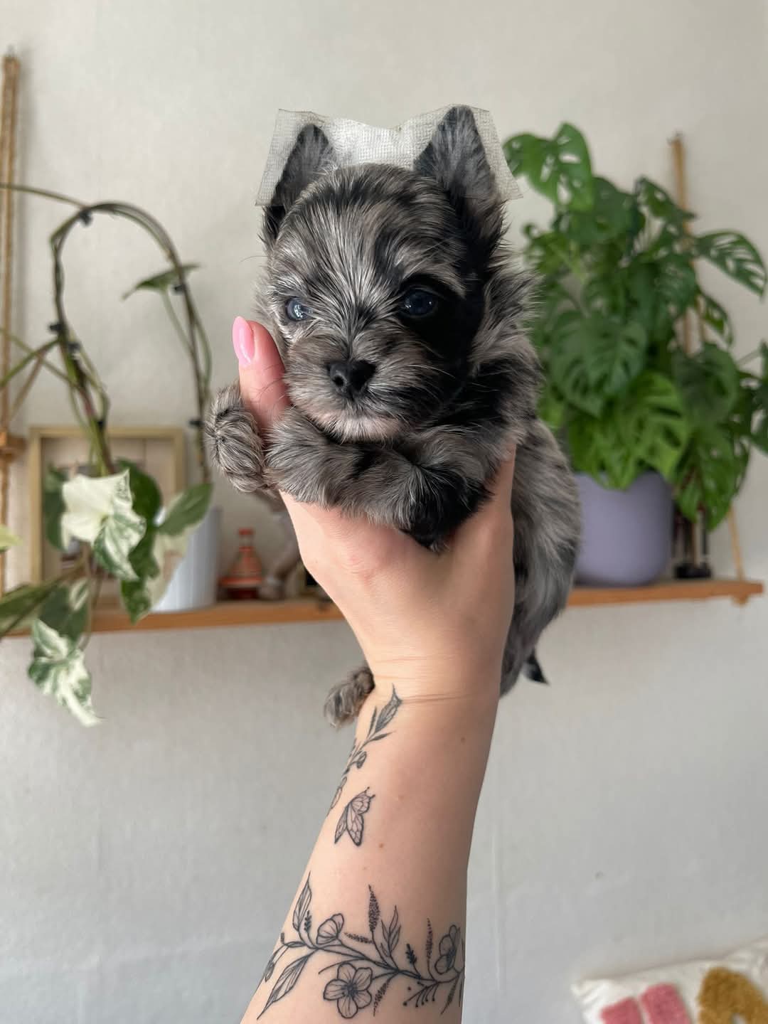 Cachorros Yorkshire Terrier con hermosas marcas (W.hatsApp +34650437974)
