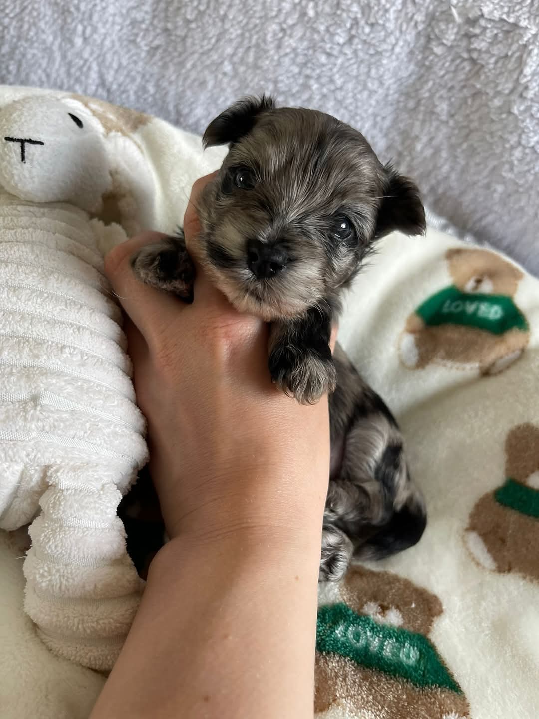  Cachorros Yorkshire Terrier con hermosas marcas (WhatsAp?p +34650437974)