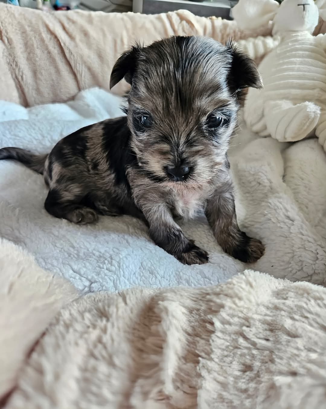  Cachorros Yorkshire Terrier con hermosas marcas (((WhatsApp +34650437974) 