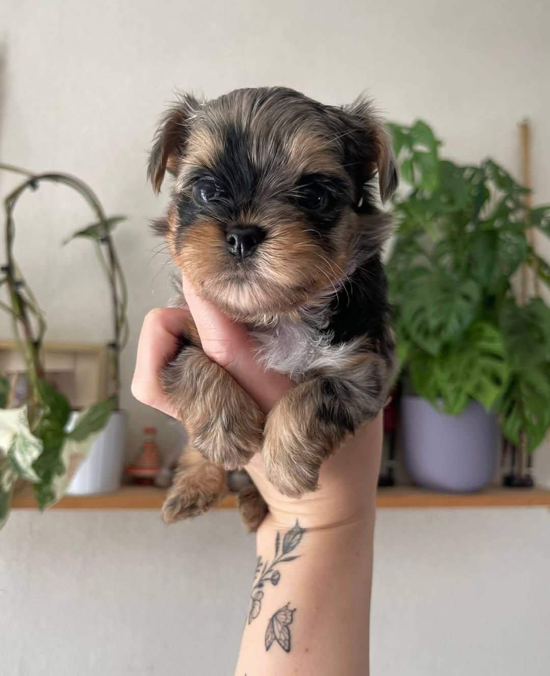  Cachorros Yorkshire Terrier con hermosas marcas (WhatsApp +34650437974 ..