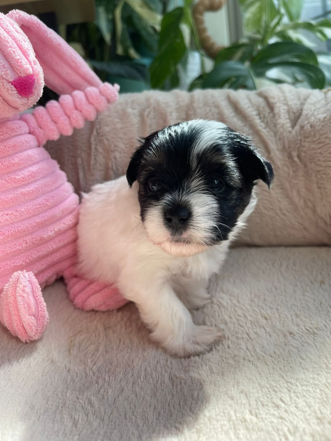  Cachorros Yorkshire Terrier con hermosas marcas (WhatsApp +34650437974...)