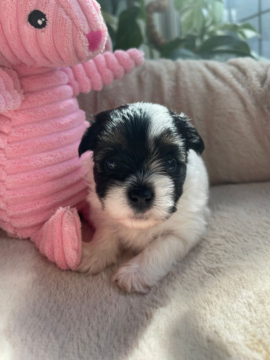  Cachorros Yorkshire Terrier con hermosas marcas (WhatsApp +34650437974...)