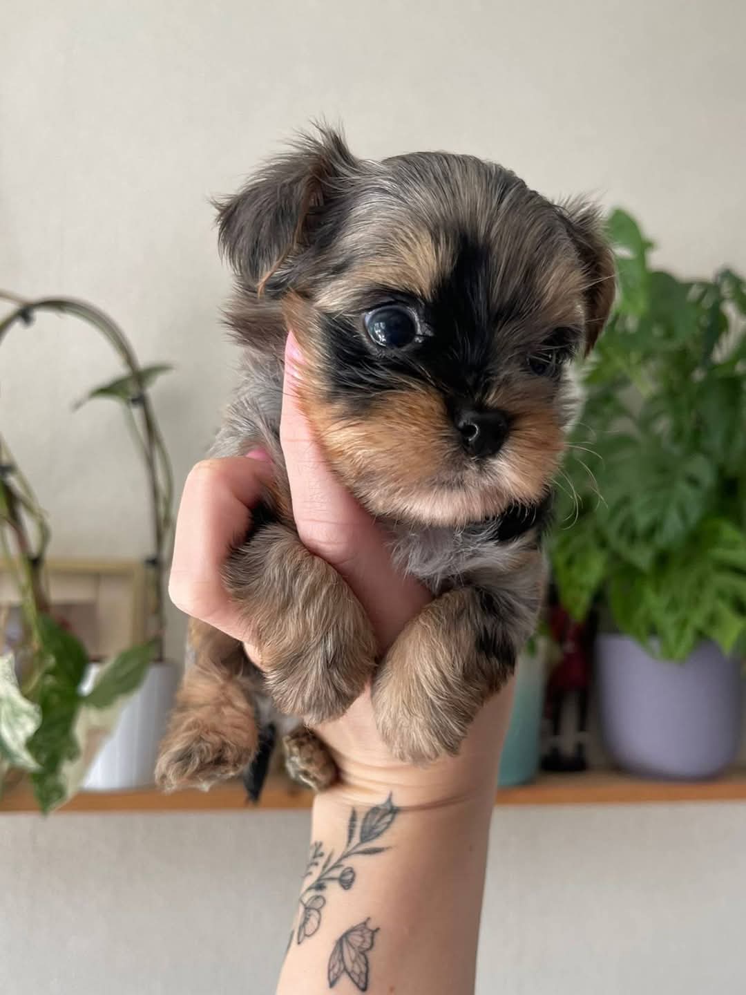  Cachorros Yorkshire Terrier con hermosas marcas (/\WhatsApp +34650437974)