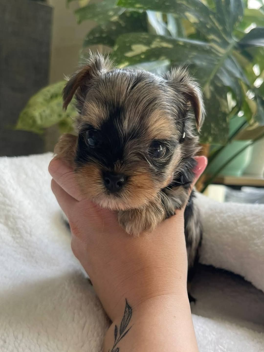  Cachorros Yorkshire Terrier con hermosas marcas (/\WhatsApp +34650437974)