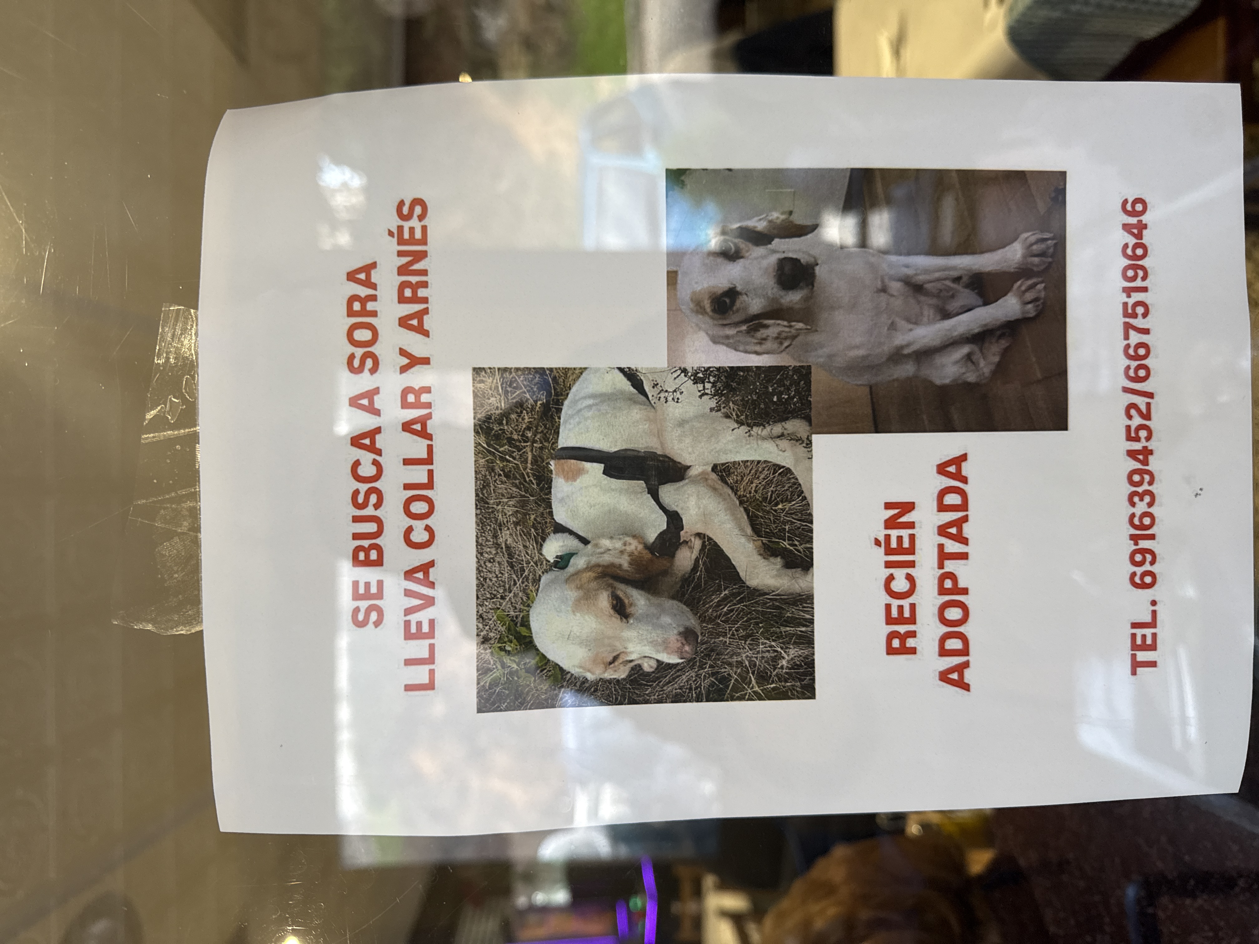 Se busca a Sora - Perro perdido