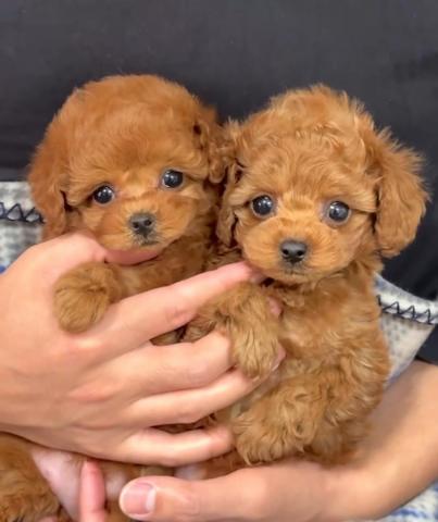 Cachorros de caniche para adopcin,