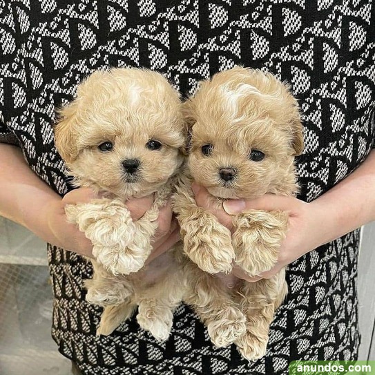 Cachorros de caniche para adopcin,