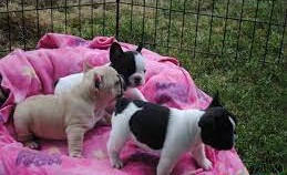  cachorritos de Bulldog Frances de Pura Raza