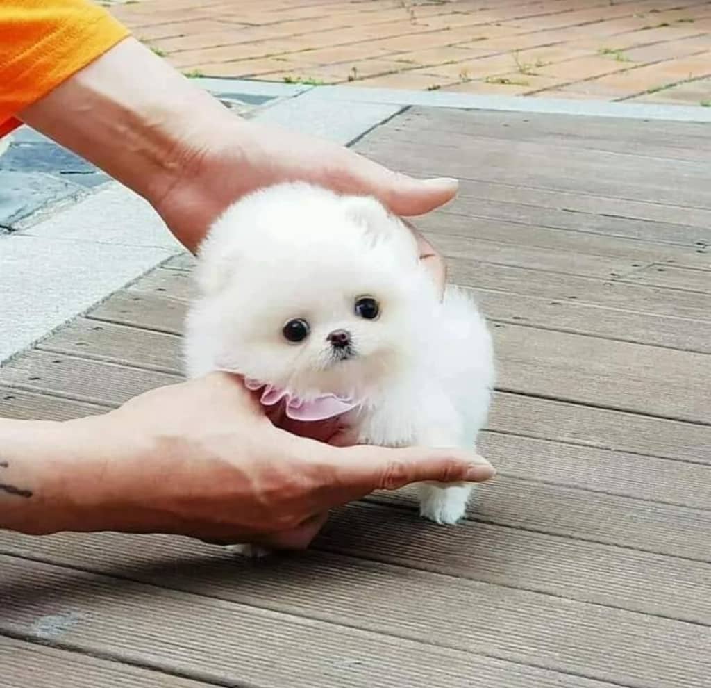 Pomerania blanco mini