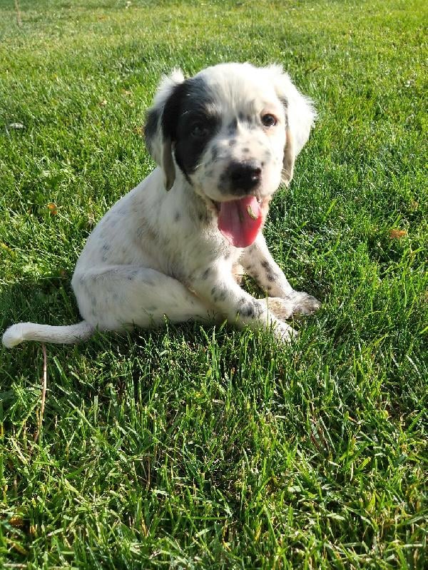 cachorro english setter
