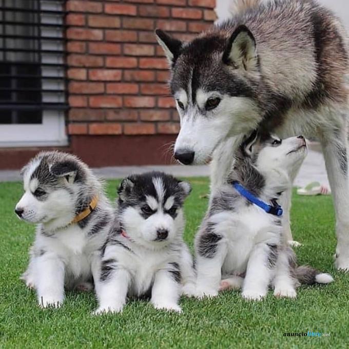 Cachorros Husky