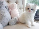Gatito de ragdoll blanco