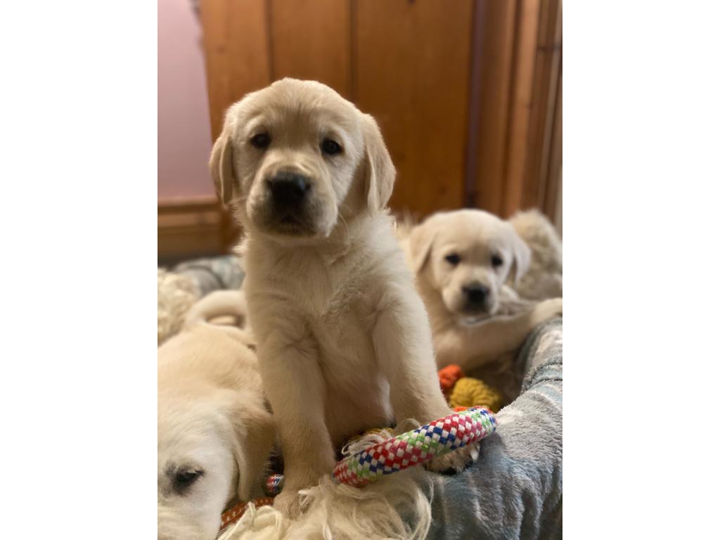 Cachorros Golden Retriever
