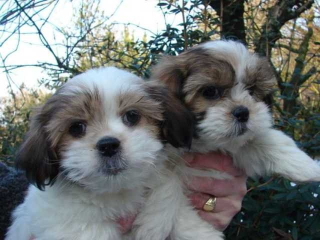 Hermosos cachorros Shih Tzu