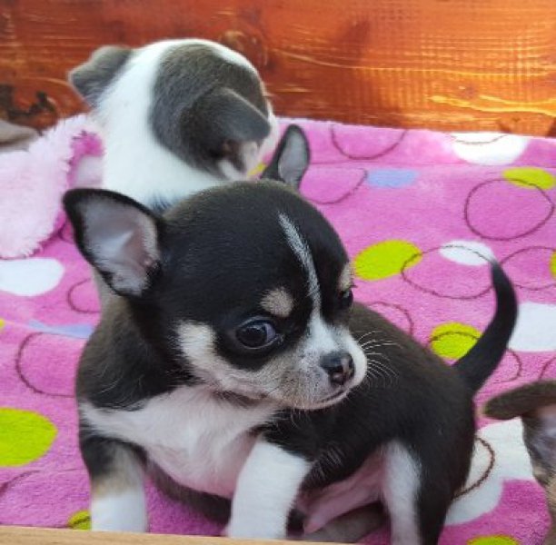 Cachorros chihuahua muy cariñosos