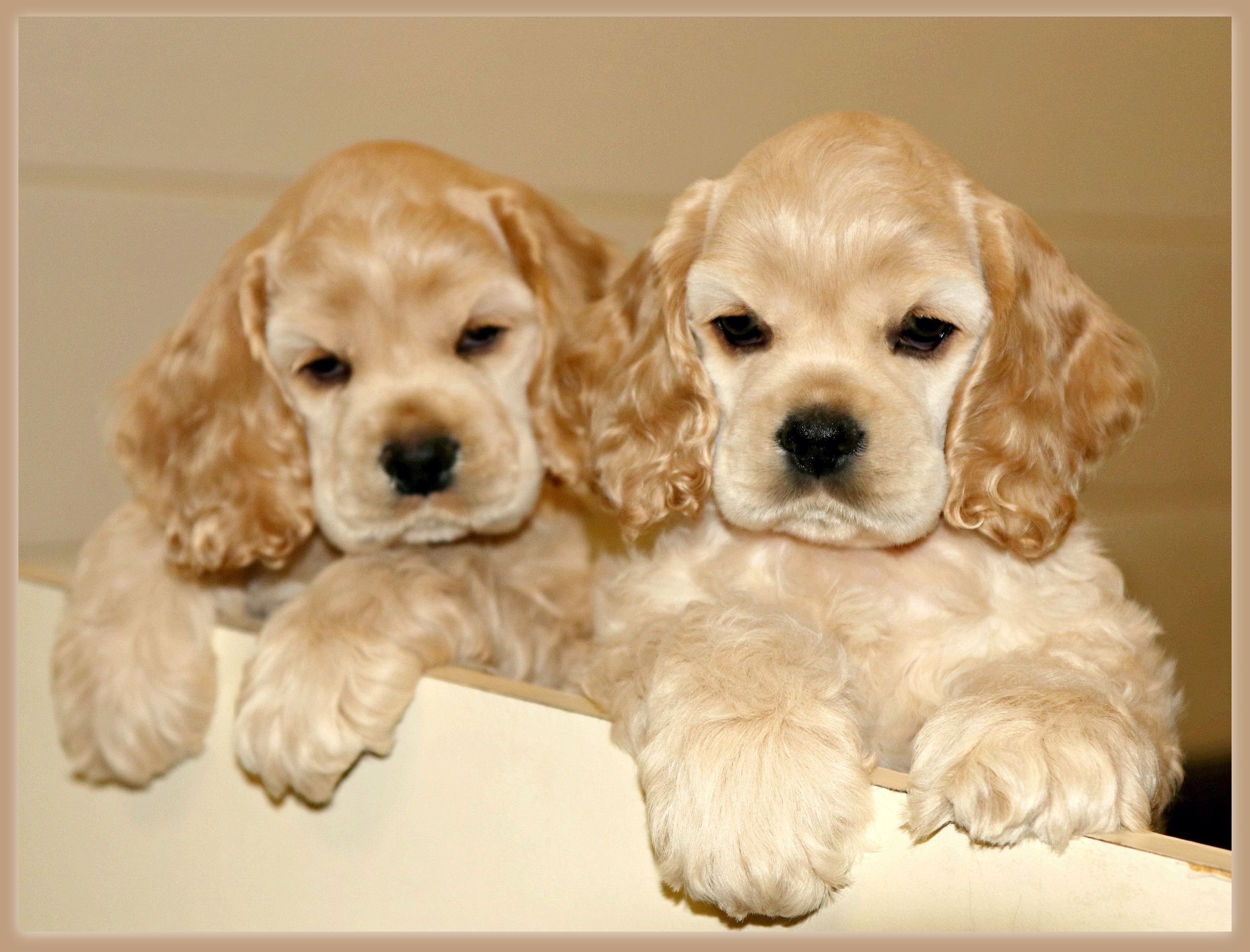 Cachorros Cocker Spaniel