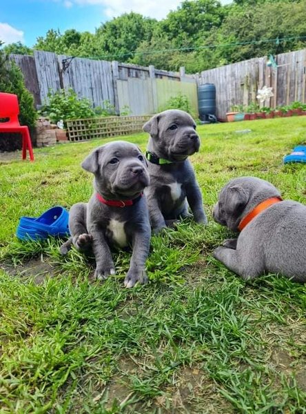 Cachorros de Staffordshire Bull Terrier Azul