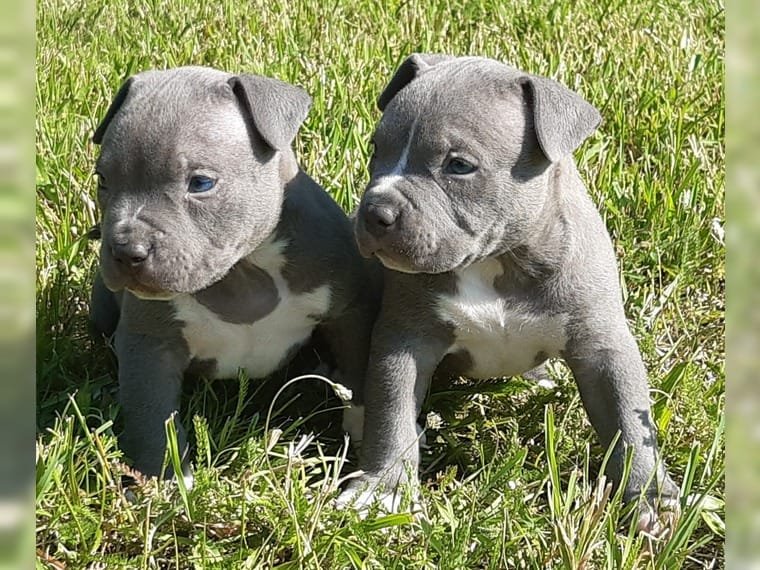 Preciosos cachorros de Pitbull para buenos hogares