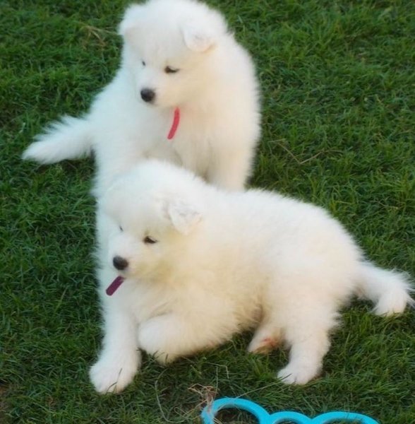 Cachorros Samoyedo adorables