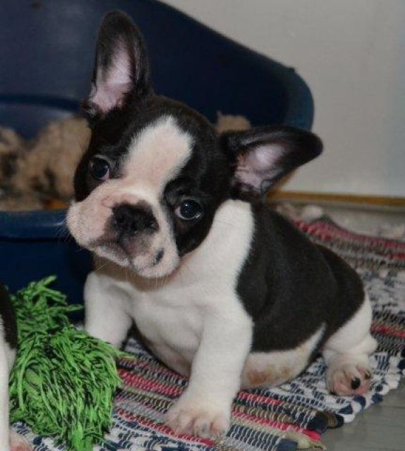 Cachorros Bull Terrier