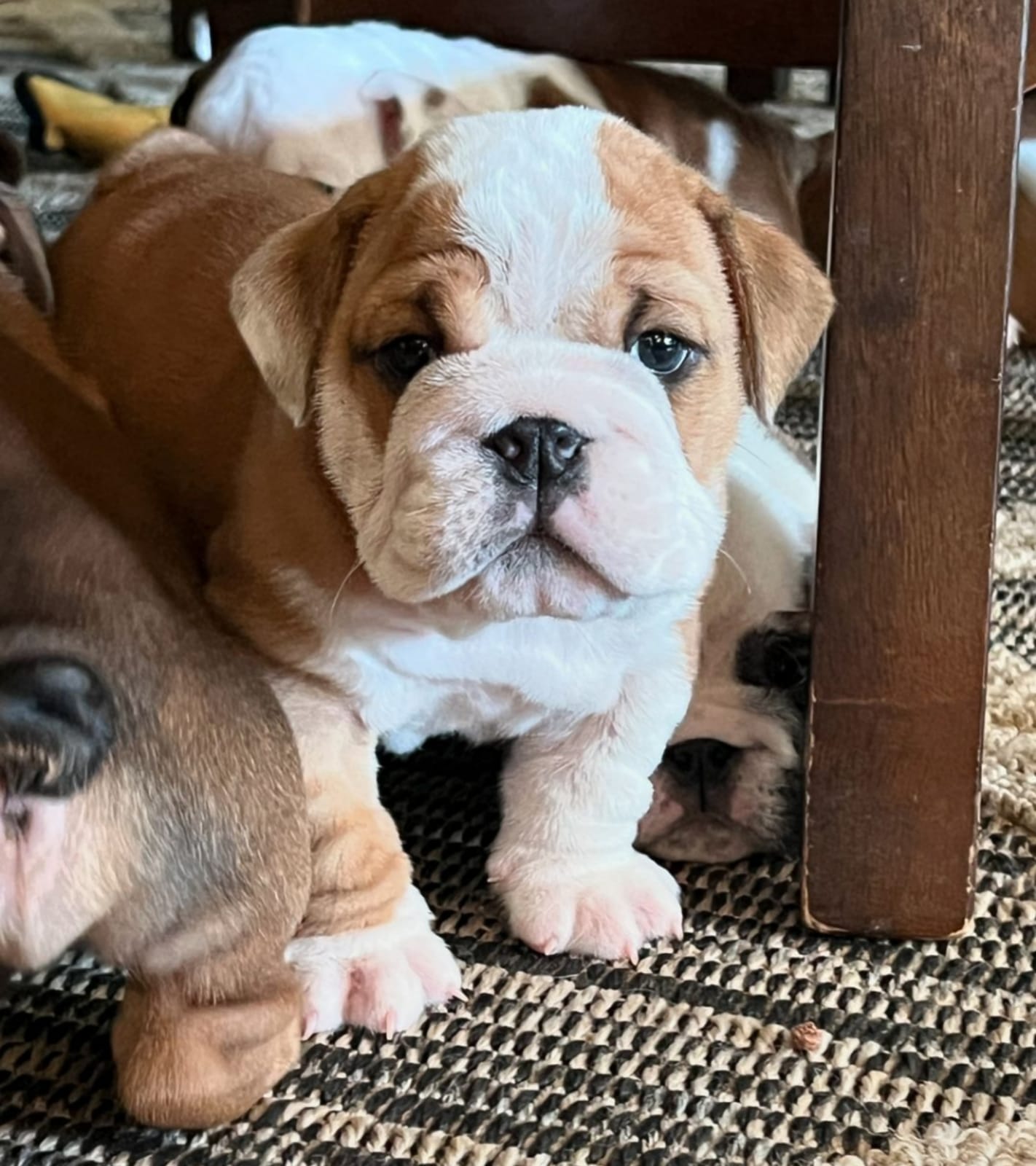 Cachorro Bulldog Inglés