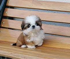 Cachorro Shih Tzu