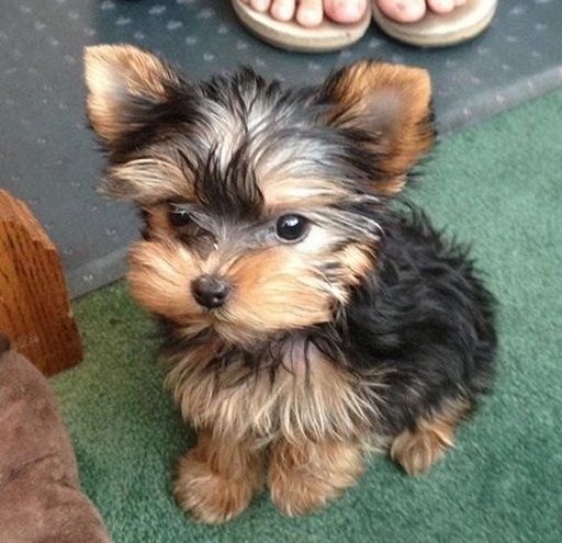 cachorro yorkshire terrier