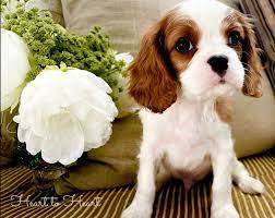 Cavalier King Charles Spaniel