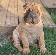 cachorro Shar Pei