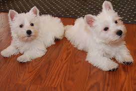 Cachorros Westie