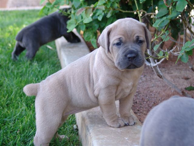 cachorro cane corso