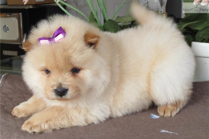 cachorro Chow Chow
