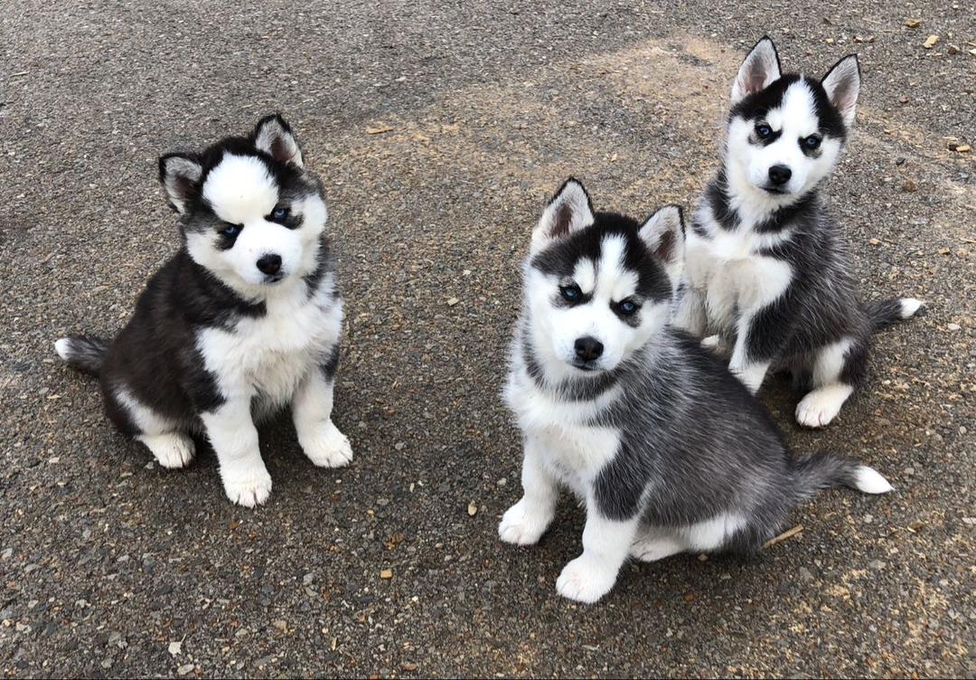 Cachorros Husky Siberiano