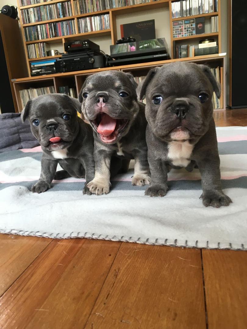 Trained French Bulldog puppies for adoption