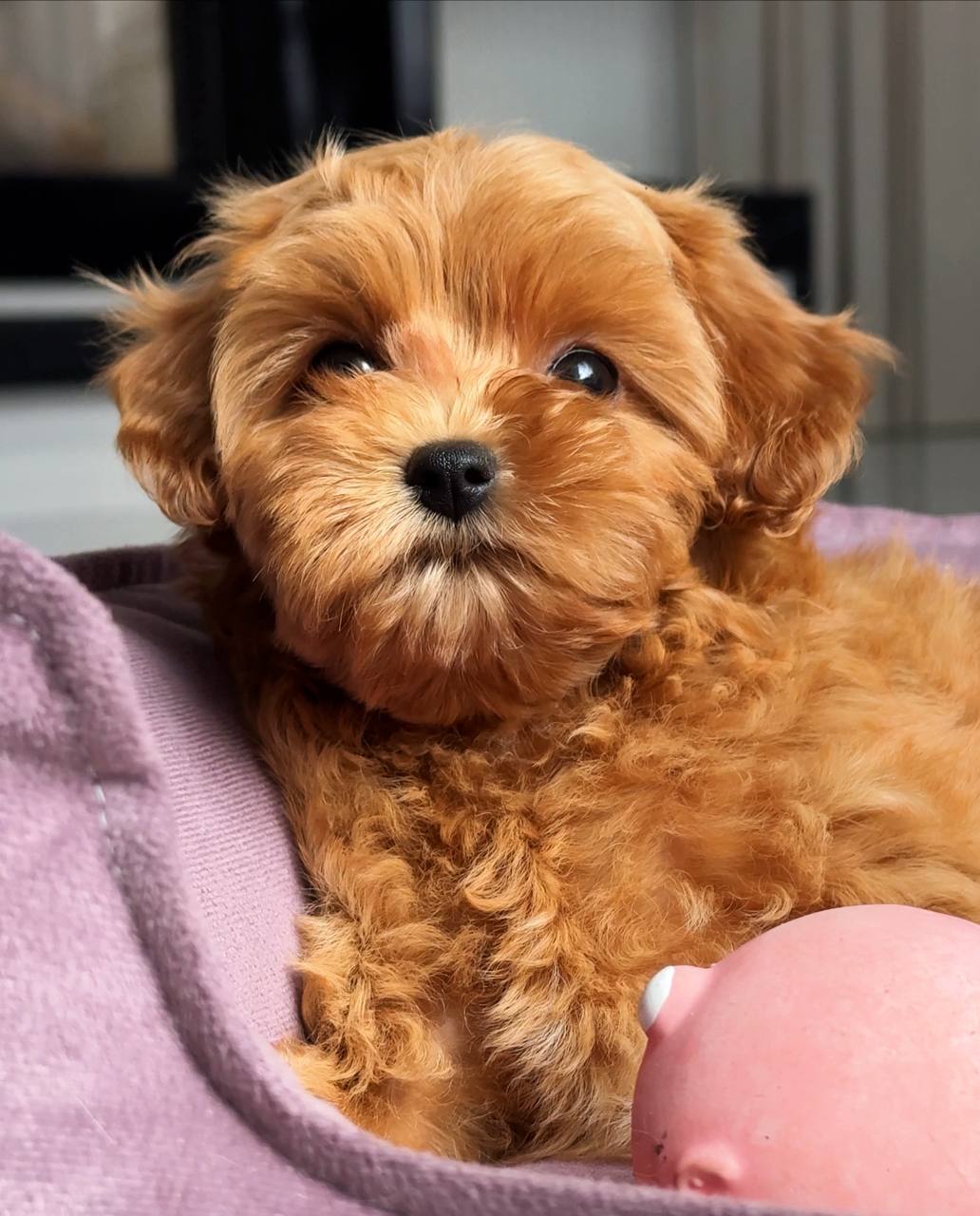 Cachorro de dos meses en adopción - foto 2