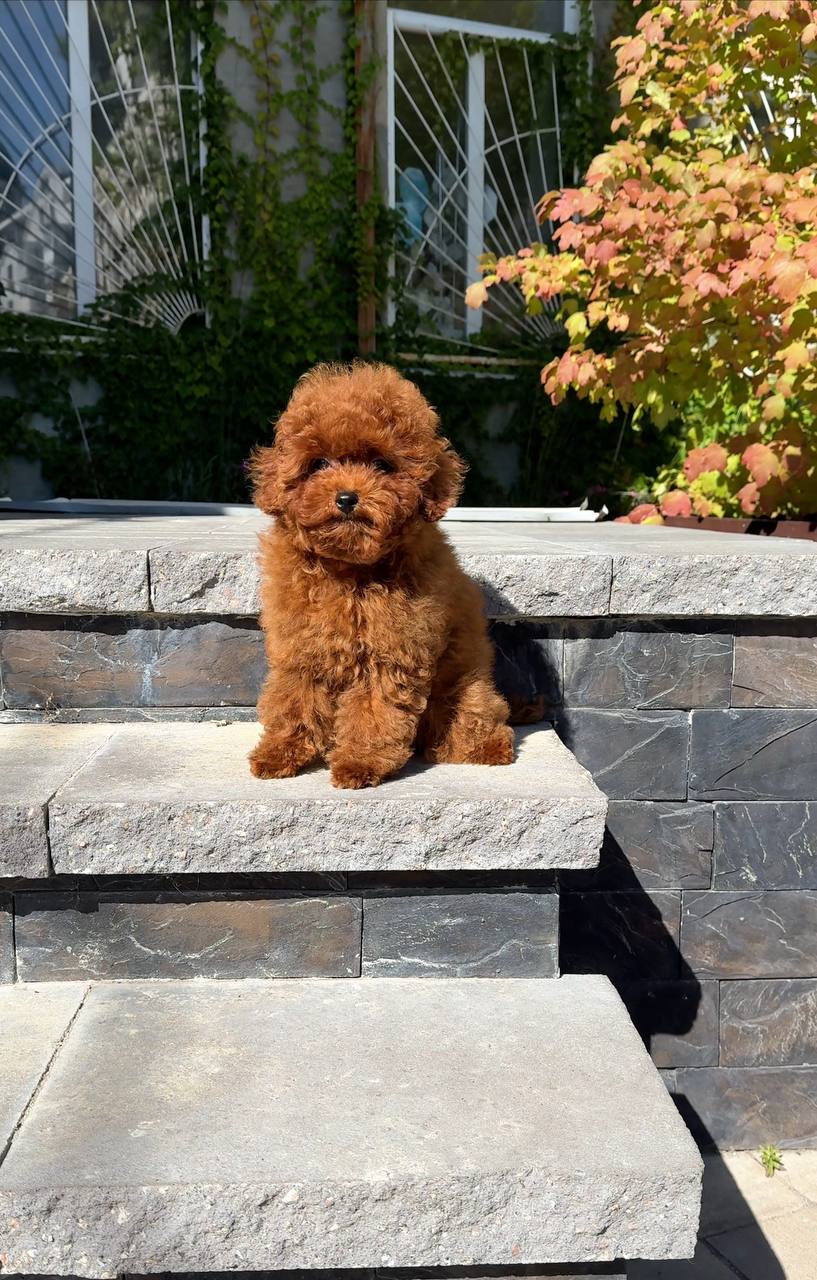 Cachorros adorables en busca de un nuevo hogar.